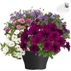 Afbeelding van TP26 Patio Mix 1